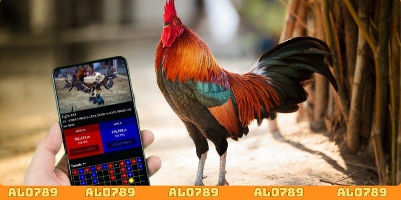Các ngày cuối tuần là thời điểm để đặt cược đá gà cựa sắt
