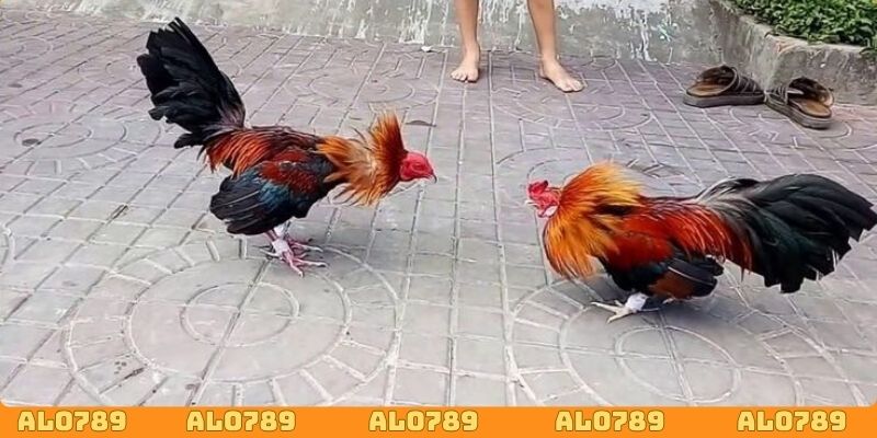 Cập nhật tỷ lệ trả thưởng công khai, minh bạch trên giao diện