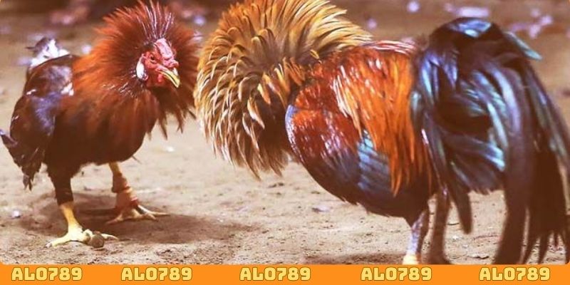 Đá gà Campuchia ALO789 khẳng định uy tín thương hiệu