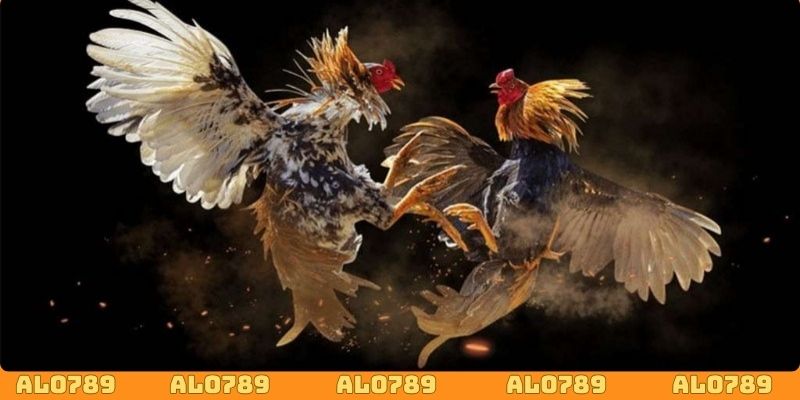 Đánh giá những thế mạnh nổi bật của trực tiếp đá gà ALO789 24/7