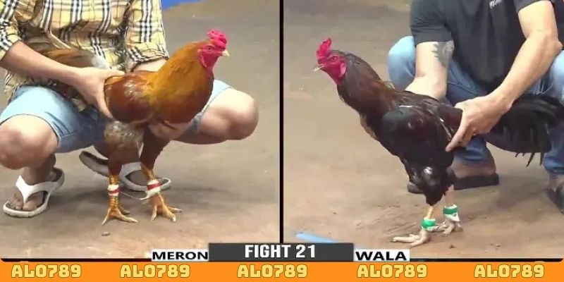 Kèo Meron luôn được đánh giá cao nhất