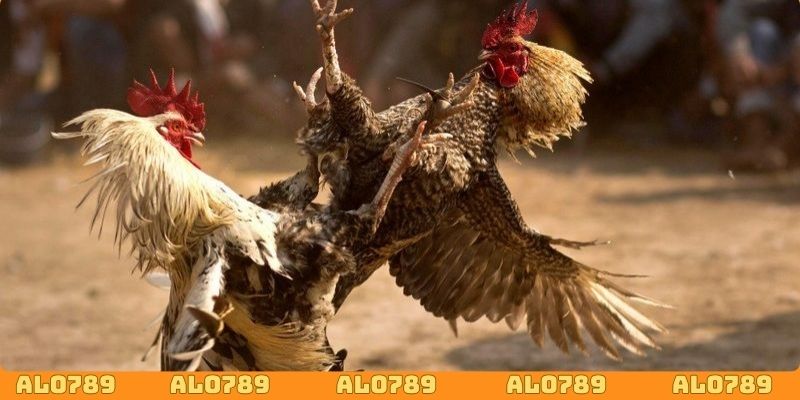 Khuyến mãi chào mừng tân binh khi theo dõi đá gà trực tiếp