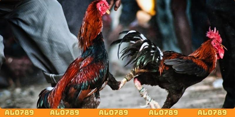 Mỗi trận đấu có thời gian diễn ra nhanh chóng
