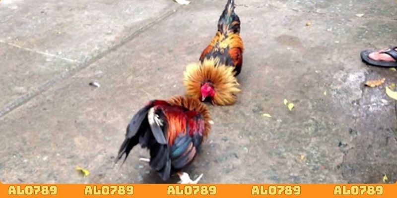 Người chơi dễ dàng lựa chọn kèo đấu phù hợp để xuống tiền