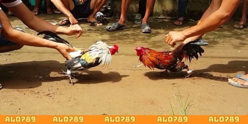 Tham gia cá cược đá gà với kèo đấu xanh chín
