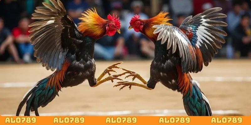 Theo dõi đá gà cựa sắt ALO789 thỏa mãn đam mê không giới hạn