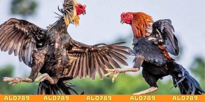 Tính minh bạch luôn được ALO789 đặt lên hàng đầu