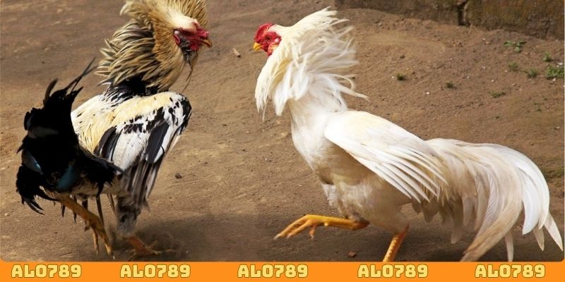 Trận đấu đá gà Mỹ thu hút hàng triệu người chơi theo dõi