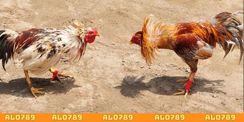 Trước khi đặt cược hãy phân tích chiến kê kỹ lưỡng