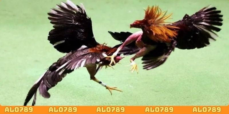 Xem đá gà Thomo ALO789 hấp dẫn và kịch tính mỗi ngày