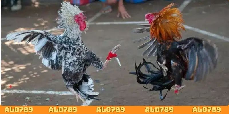 Xuống tiền cho kèo Wala nhận thưởng lớn